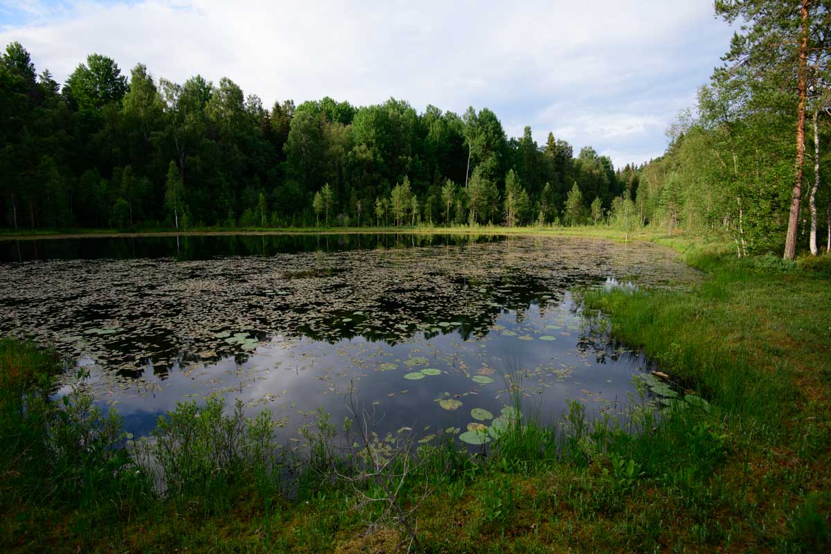 Tjärn i Gagnef